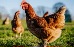 MEDIUM FREE RANGE  X 30